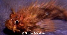 scorfano by Scozio Salvatore 